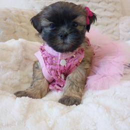 Girl one - Black and tan female Shih Tzu puppy in Paradise, California from Richview Shihtzu
