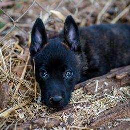 Dutch Shepherd Puppies from Faberge Hollandse Herdershond