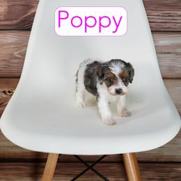 Poppy - Tri-color female Cavapoo puppy in Calhoun, Georgia from Happy Top Doodles