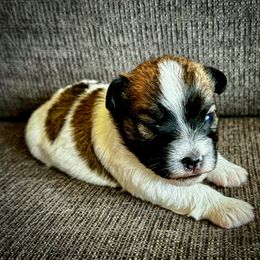 German Shorthaired Pointer and Russell Terrier Puppies from Charnobragan Acres