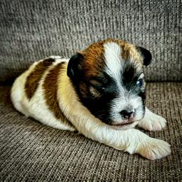 German Shorthaired Pointer and Russell Terrier Puppies from Charnobragan Acres
