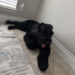 Blake - Giant Schnauzer