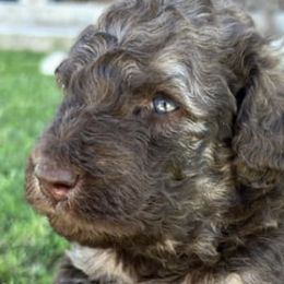 Goldendoodles from Krista's Goldendoodles