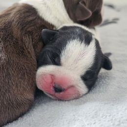Blossom - Black and white female Boston Terrier puppy in Yakima, Washington from Bostons of Central Washington