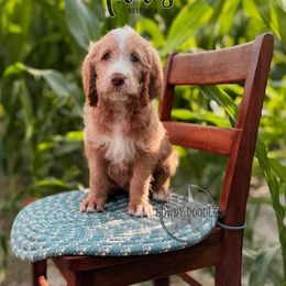 Bordoodle and Labradoodle Puppies from Howdy Doodles