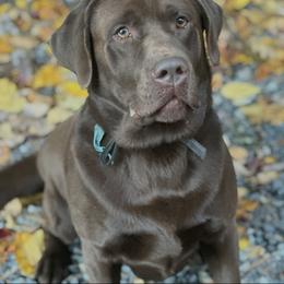 Labrador Retriever puppies from Alley Rock Labradors, LLC