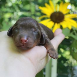 Orange - Chocolate and tan male Dachshund puppy in Allons, Tennessee from Amber's Flock Homestead