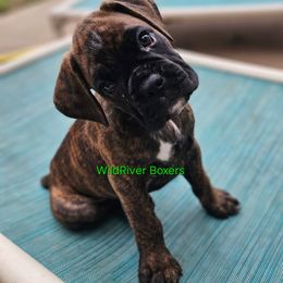 Boy2 - Brindle male Boxer puppy in East Moline, Illinois from WildRiver Boxers