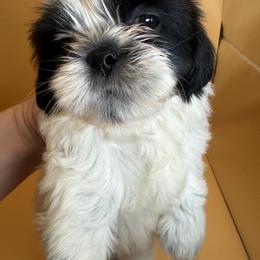 Boxer and Shih Tzu Puppies from L&L Euro Boxers and Small Town Shih Tzus