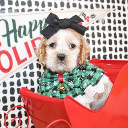 Molly - Buff and white female Cocker Spaniel puppy in Rattan, Oklahoma from Double M Cocker Spaniels
