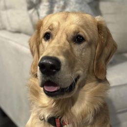 Dug - Golden Retriever