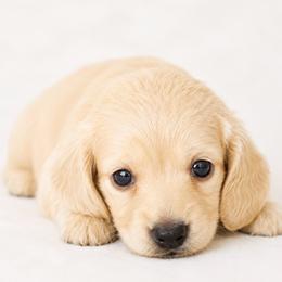 Finley - Cream male Dachshund puppy in Sebring, Florida from Mini Weenies