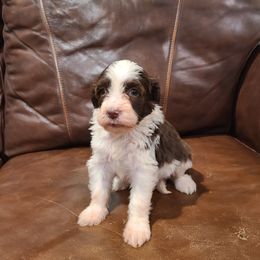 Luna - Brown and white female Portuguese Water Dog puppy in Atmore, Alabama from Gulf Coast Puppies