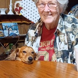 Boy 1 - Red male Dachshund puppy in Tulsa, Oklahoma from Eternal Puff Lhasa Apsos
