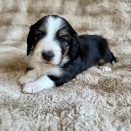 Gus - Black and cream male Dachshund puppy in Cherry Valley, California from Sugar and Spice Dachshunds