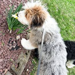Elvis - Blue merle male Aussiedoodle puppy in Corydon, Indiana from Ridgeline Doodles