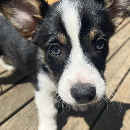 Pembroke Welsh Corgis from Db’s Pembroke Welsh Corgis