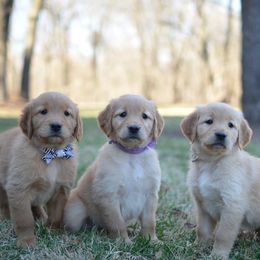 Golden Retriever Puppies from Top of the Hill Goldens
