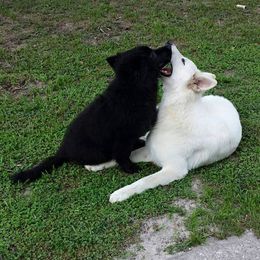 Berger Blanc Suisse and German Shepherd Puppies from Vom Hundhaus  Shepherds