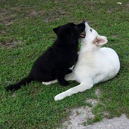 Berger Blanc Suisse and German Shepherd Puppies from Vom Hundhaus  Shepherds