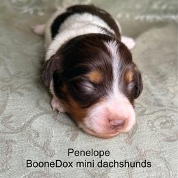 Penelope - Piebald female Dachshund puppy in Lexington, Oklahoma from BooneDox Miniature Dachshunds