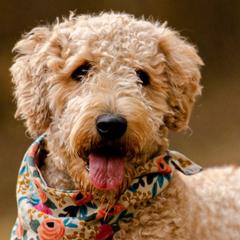 Winnie - Golden Mountain Doodle