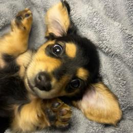Charlie - Black and tan male Dachshund puppy in Marseilles, Illinois from Zacha’s Doxie House