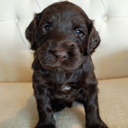 Australian Labradoodle Puppies from Lavender Fields Australian Labradoodles