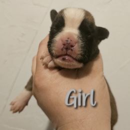 Gray - Fawn female Boxer puppy in Johnson City, Tennessee from Seven Kingdom Boxers