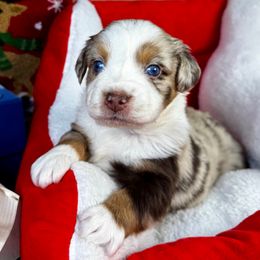 Jolly - Red merle male Miniature Australian Shepherd puppy in Tonasket, Washington from V5 Aussies