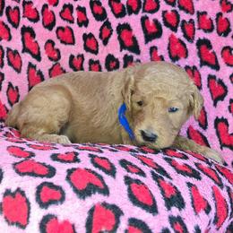 Billy - Red  male Goldendoodle puppy in Georgetown, Tennessee from Georgetown Designer & Purebred Puppies
