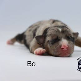 Olaf - Blue merle male Miniature Australian Shepherd puppy in Largo, Florida from Arlington's Mini Aussies
