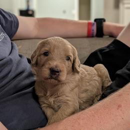 Grey - Apricot male Goldendoodle puppy in Prattville, Alabama from Jericho Junction Doodles and Poodles