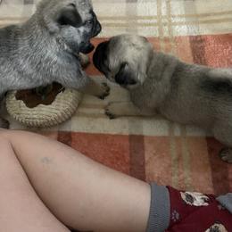 Pug Puppies from The Pugarazzi