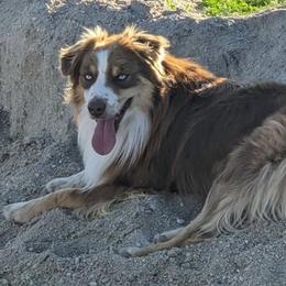 Zane - Australian Shepherd