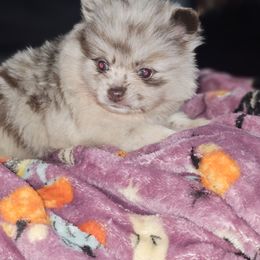 Hunnibunnies Adonis - Chocolate merle Pomeranian puppy in Cleveland, Ohio from Hunnibunnies