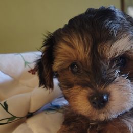 Poodles, Yorkipoos, and Yorkshire Terriers from Desert Flower Breeders