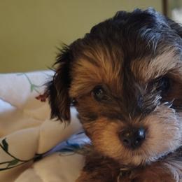 Poodles, Yorkipoos, and Yorkshire Terriers from Desert Flower Breeders