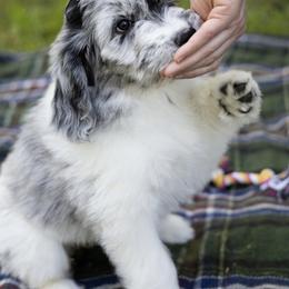 Assorted Doodle Crosses Puppies from Simply Newfiepoo