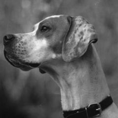 Pointers from Blackthorne Pointers