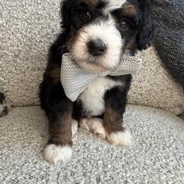 Gray - Tri-color male Bernedoodle puppy in Curtice, Ohio from The Pink Doghouse