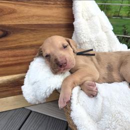 Cash - Chocolate male Great Dane puppy in Arpin, Wisconsin from Arpin Great Danes