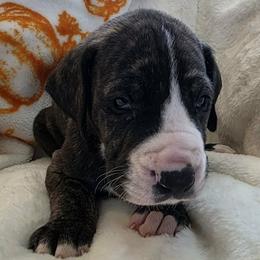 Rolo - Brindle male Great Dane puppy in Albany, Oregon from Red Cloud Australian Shepherds and DeGray Great Danes & Bulldogs