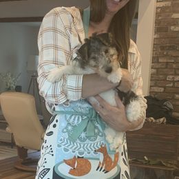 Boy 1 - White tan and black male Wire Fox Terrier puppy in Acton, Massachusetts from Far Echo Fox Terriers