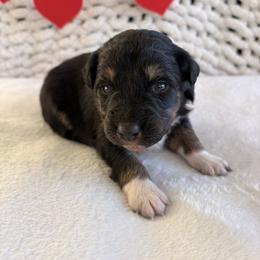 Minnie - Black tri-color female Australian Shepherd puppy in Zwingle, Iowa from Homestead Aussies & Doodles
