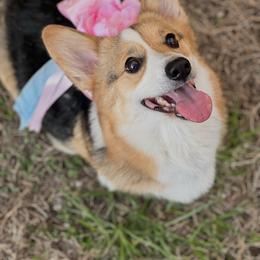 Cannoli - Pembroke Welsh Corgi