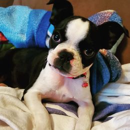 Boston Terriers from Rinehart Ranch