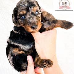 Aussiedoodle and Australian Mountain Doodle Puppies from Ridgeline Doodles