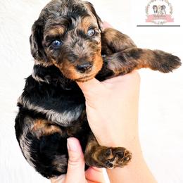 Aussiedoodle and Australian Mountain Doodle Puppies from Ridgeline Doodles