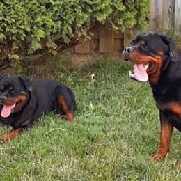 Rottweilers from Von Haus Coleman Rottweilers